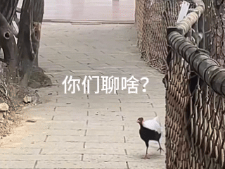 4月9日(1).gif